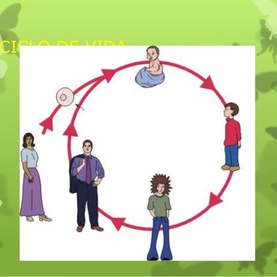 Timeline: Ciclo Vital Humano