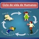 Ciclos de vida 8 728