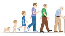 Timeline: CICLO VITAL DEL SER HUMANO.