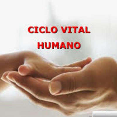 Timeline: ciclo vital