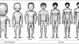 Timeline: Ciclo Vital