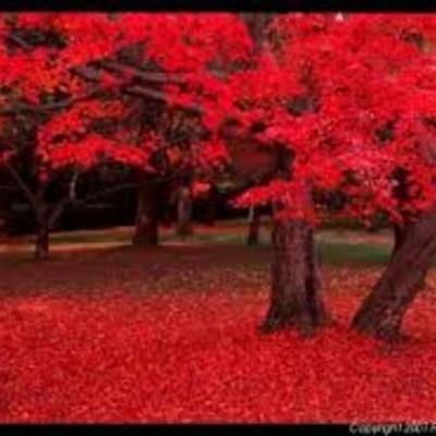 Timeline: El meu currculum