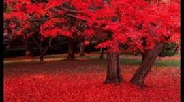 Timeline: El meu currculum