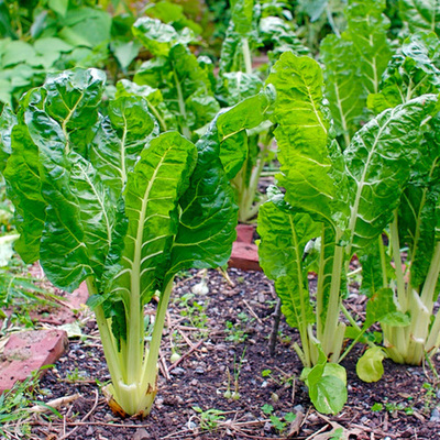 Timeline: Proyecto Acelga UCACUE