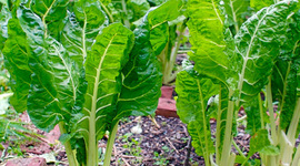 Timeline: Proyecto Acelga UCACUE