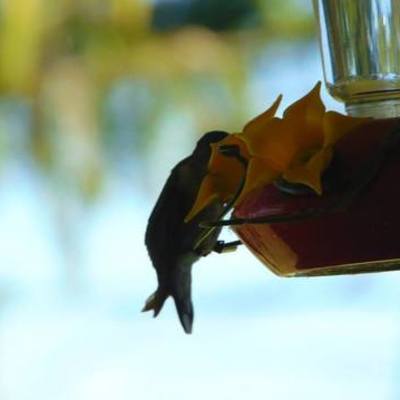 Timeline: Daylyns Timeline