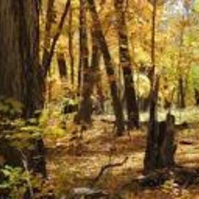 Timeline: "Guts" Gary Paulsen, Biography Book Report Timeline.