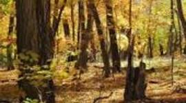 Timeline: "Guts" Gary Paulsen, Biography Book Report Timeline.