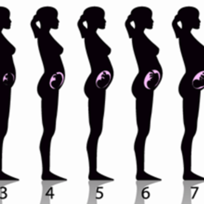 Timeline: ciclo vital