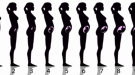 Timeline: ciclo vital