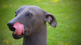 Timeline: Visual History of the Xoloitzcuintle