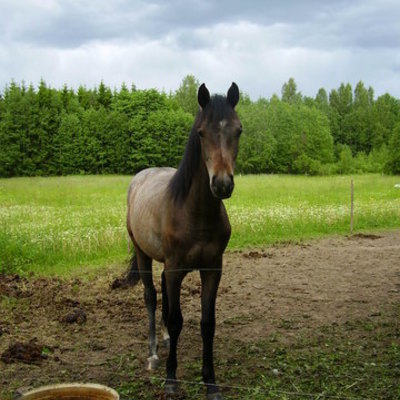 Timeline: Uurimustöö ajakava
