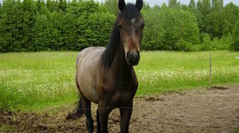 Timeline: Uurimustöö ajakava