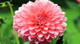 Timeline: Book of the month historical fiction #1