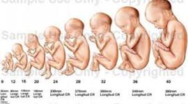 Timeline: Human Reproduction