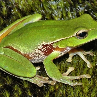 Timeline: grenouille