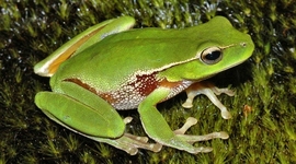 Timeline: grenouille