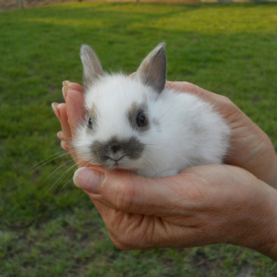 Timeline: FIV Costa Rica y Conejitos