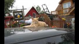 Timeline: Stubbs the Cat