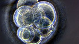 Timeline: Stem Cell research