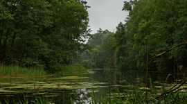 Timeline: Воронежский заповедник