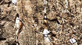 Timeline: Personal Narrative