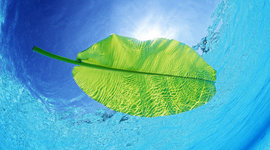 Timeline: CUIDADO DEL MEDIO AMBIENTE