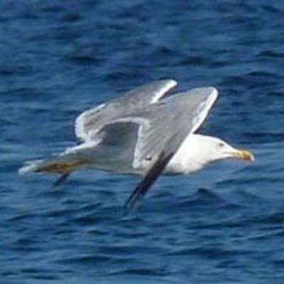 Timeline: Календарь проекта "Наши соседи по Планете"