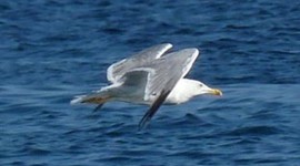 Timeline: Календарь проекта "Наши соседи по Планете"