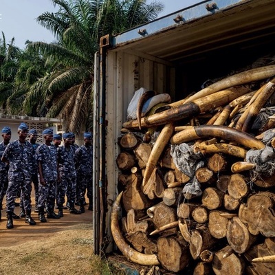 Timeline: The History of the Ivory Trade (Foreign)
