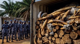 Timeline: The History of the Ivory Trade (Foreign)