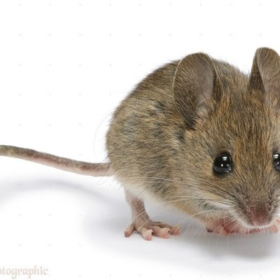 Timeline: Maus: Vladekd