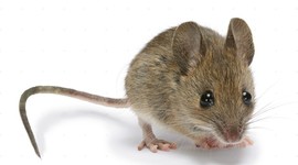 Timeline: Maus: Vladekd