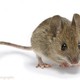 Mouse 1