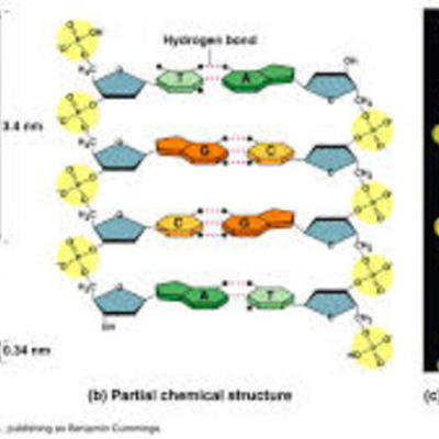 Timeline: CENNI STORICI SULLA STRUTTURA DEL DNA