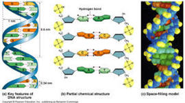 Timeline: CENNI STORICI SULLA STRUTTURA DEL DNA