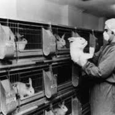 Timeline: The Revolution Of Animal Testing