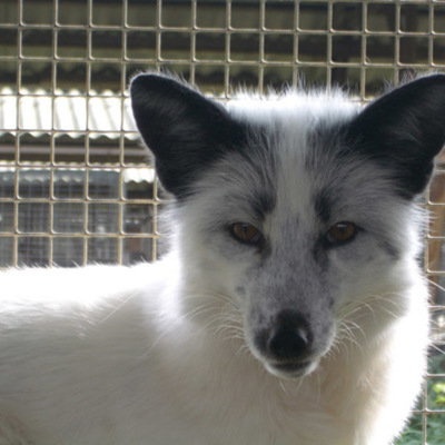 Timeline: Russian Red Fox Domestication Project