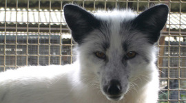 Timeline: Russian Red Fox Domestication Project