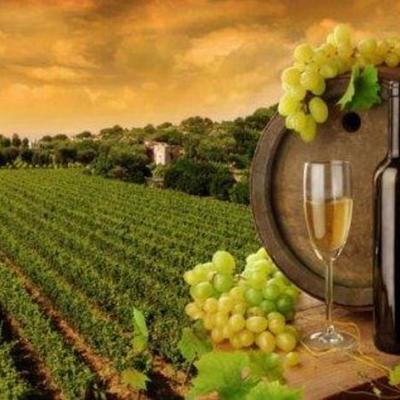 Timeline: ENOLOGIA Y MARIDAJE