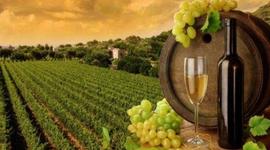 Timeline: ENOLOGIA Y MARIDAJE