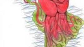 Timeline: Mario Roque-Salguero - Latin American Revolutions