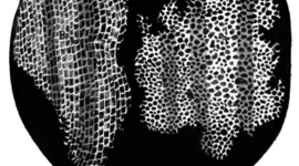 Timeline: Cell Theory