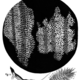 Cork micrographia hooke