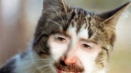 Timeline: Cell Theory