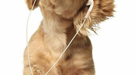 Timeline: Advantce Studies