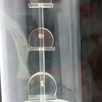 Timeline: Desarrollo Humano