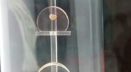 Timeline: Desarrollo Humano