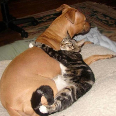 Timeline: consumer ed timeline Abby Taylor