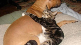 Timeline: consumer ed timeline Abby Taylor